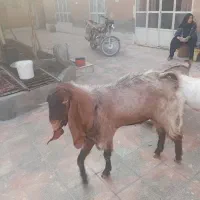 کره نر خانگی