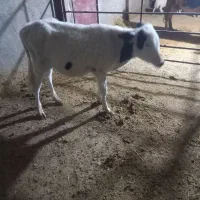 باسلام  یک عدد گوساله نر سیمینتال