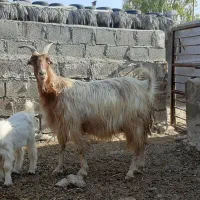بز کهره‌دار