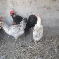 مرغ و خروس|حیوانات مزرعه|کرج, شهرک نهال و بذر|دیوار