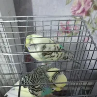 فروش عروس هلندی|پرنده|سهند, |دیوار