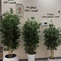 درختچه مصنوعی بامبو (هدیه روز مادر)|گل مصنوعی|قوچان, |دیوار