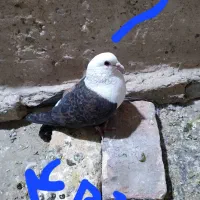 کبوتر|پرنده|فردوس (خراسان), |دیوار