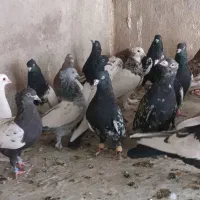 کفتر سینه و کله|پرنده|شیراز, پانصد دستگاه ارتش|دیوار