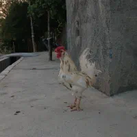خروس چهل تاج گلین اصل