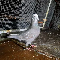 کبوتر پلاکی بزک قهوه ای|پرنده|شیراز, جوادیه|دیوار