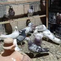 کفتر