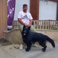 سگ گمشده ژرمن بلک|حیوانات|چهارباغ, |دیوار