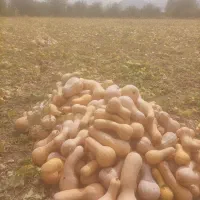 کدو حلوایی