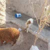 اسفند یا بره نر و ماده برای فروش|حیوانات مزرعه|رامشیر, |دیوار