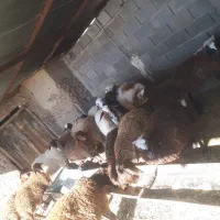 بره های ماده وزن ۲۰ تا ۴۰|حیوانات مزرعه|اسفراین, |دیوار