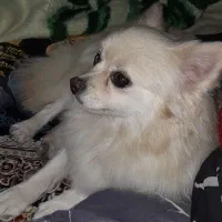 سگ پامر ۱ ساله