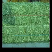 ۳۵ قالب پرس و ۱تن یونجه