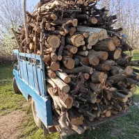 چوب بری زردآلو قره آغاج قلمه سیب