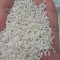 برنج محلی گیلان