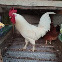 فروش مرغ محلی