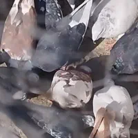 فروش کبوتر