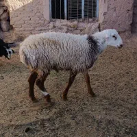 بره قوچی وتقلی|حیوانات مزرعه|بیرجند, |دیوار