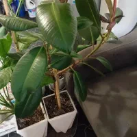 تعدادی گل با گلدان های سرامیکی