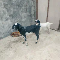 کهره نقشی اوس با بچه ماده بزرگ