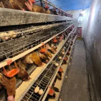 قفس مرغ تخمگذار