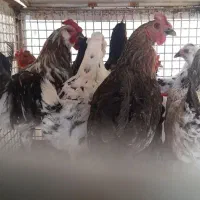 مرغ وخروس