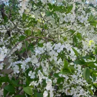 خونه باغ مسکونی داخل بافت متراژ ۴۰۰متر