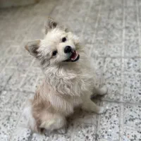 سگ به اسم لئو گم شده