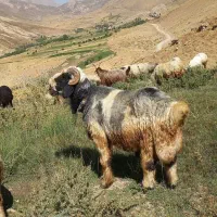 قوچ بختیاری