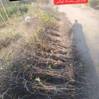 نهال عناب اوکراینی