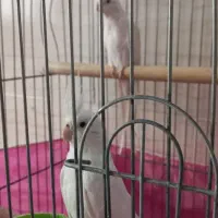 عروس هلندی|پرنده|شهریار, شهریار|دیوار