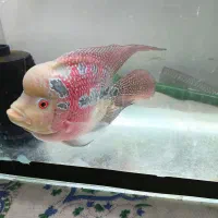 ماهی فلاور باکس
