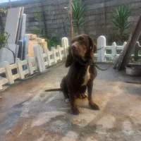 پوینتر ماده|سگ|لاهیجان, لیالستان|دیوار