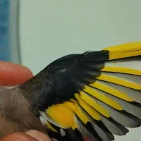 سهره کرمونی و دورگ کرمانی|پرنده|ششده و قره بلاغ, |دیوار