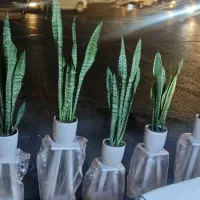 سانسوریا سبز و ابلق|گل و گیاه طبیعی|ری, دولت‌آباد|دیوار
