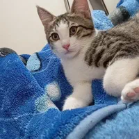 گربه دو ماه ونیم