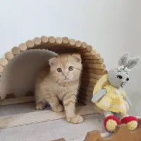 گربه اسکاتیش قیمت مناسب|گربه|اصفهان, مهدی آباد|دیوار