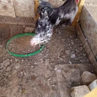 فرش مرغ گلین، جوجه گلین و خروس گلین. مامونیه|حیوانات مزرعه|زرندیه, |دیوار