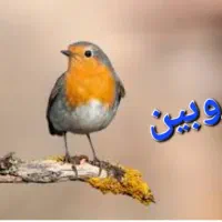 غذای پرنده|لوازم جانبی حیوانات|شیراز, گویم|دیوار