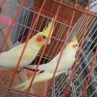 عروس هلندی نر ماده