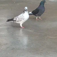 دو عدد کبوتر