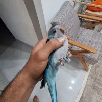 طوطی راهب نر|پرنده|علی‌آباد کتول, |دیوار