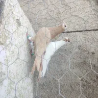 زرد کرمونی مصری کرمونی قره کرمونی|پرنده|مشهد, هفده شهریور|دیوار