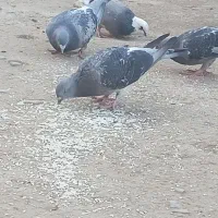 کفتر تهرانی|پرنده|پاکدشت, پاکدشت (مامازند)|دیوار