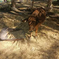 گوساله فروشی