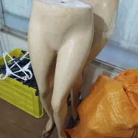 رگال و مانکن|فروشگاه و مغازه|زنجان, |دیوار