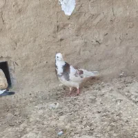 طوقی گرفتنی|پرنده|هیرمند, |دیوار