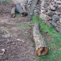 چوب گردو