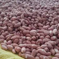 چای بهاره ممتاز لاهیجان قیمت عمده از کارخانه|خوردنی و آشامیدنی|بروجرد, |دیوار