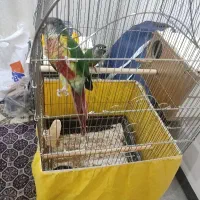 فروش گرینچیک یا گیرینچیک|پرنده|هشتگرد, شهرک بعثت|دیوار